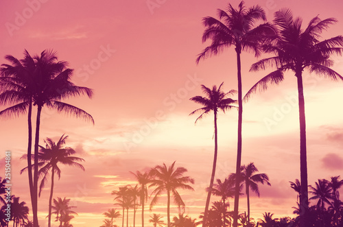 Copy space of tropical palm tree with sun light on sky background. © tonktiti