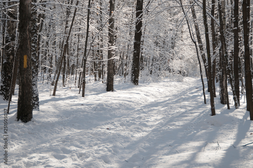 Fototapeta premium Winter landscape with a park