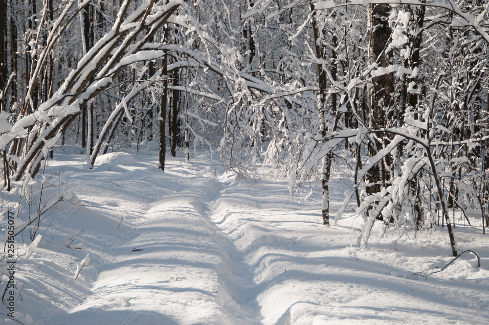 Obraz premium Winter landscape with a park