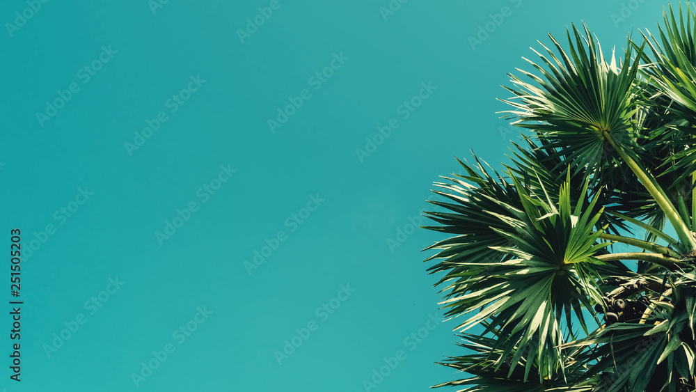 Tropical palm tree with sun light on blue sky and white cloud abstract background. - obrazy, fototapety, plakaty 