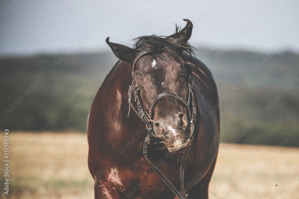 Horse bothers with the flies and shakes his head annoyed, fotogrfiert from the front. Horse bothers with the flies and shakes his head annoyed, fotogrfiert from the front.