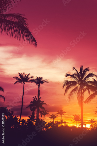 Copy space of tropical palm tree with sun light on sky background. © tonktiti