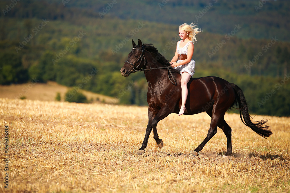 Horse with rider (woman) on a summer evening gallops over a harvested