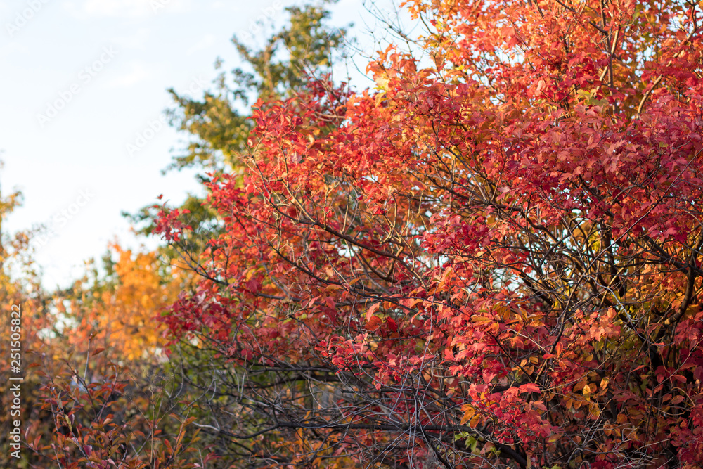 autumn leave