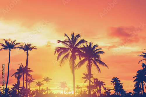 Tropical palm tree with colorful bokeh sun light on sunset sky cloud abstract background. © tonktiti