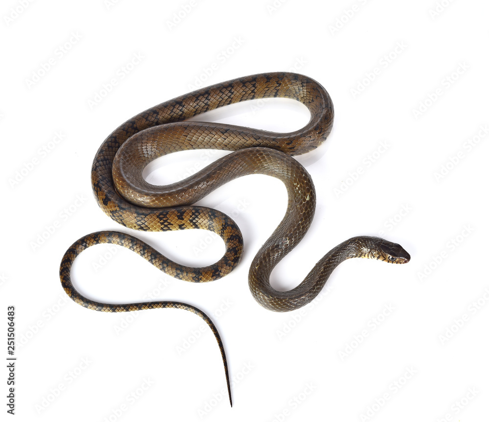 Snake isolated on white background Snake isolated on white background