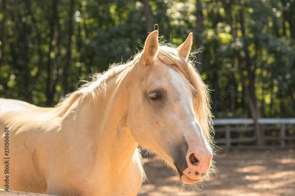 Obraz premium cream horse