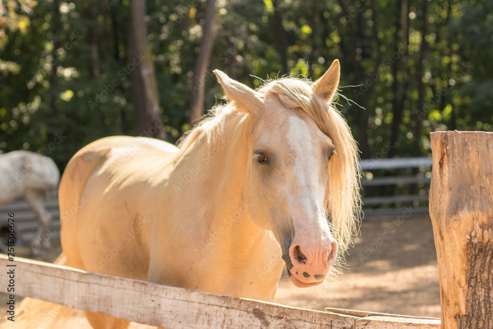 Obraz premium cream horse