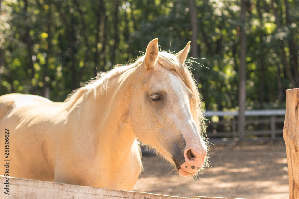 Fototapeta premium cream horse