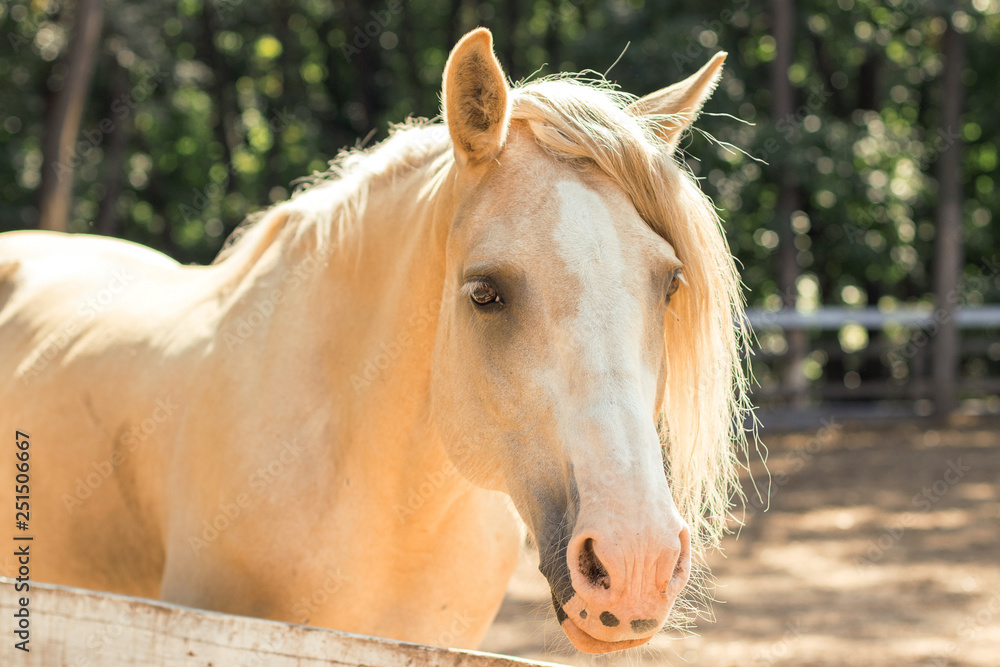 Obraz premium cream horse