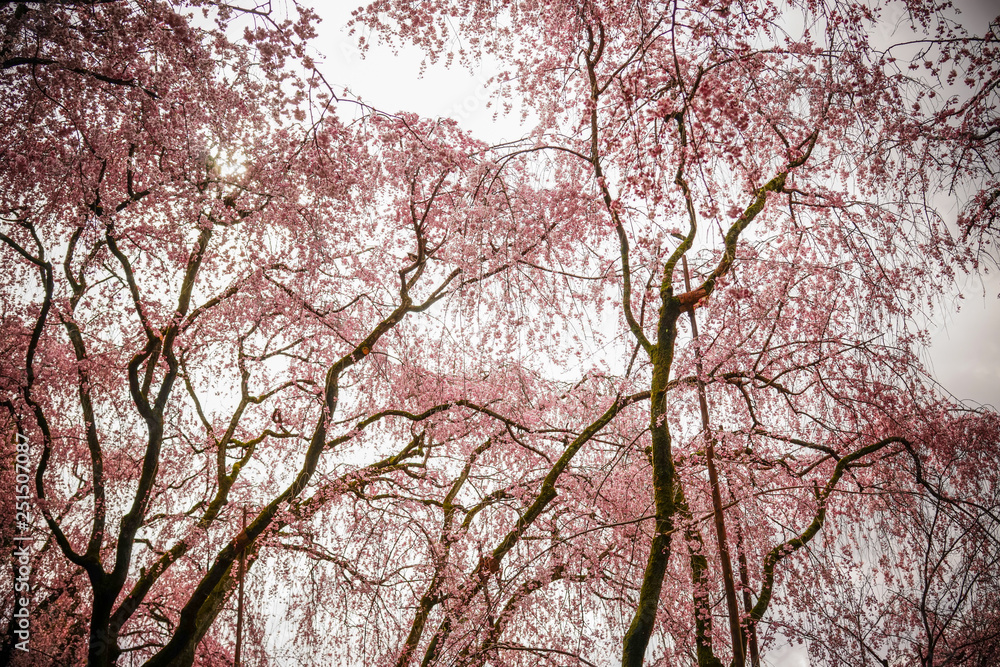 Cherry blossom at garden in Kyoto, Japan Cherry blossom at garden in Kyoto, Japan