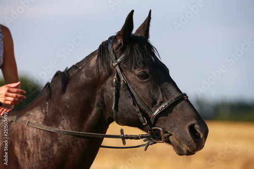 Horse in portraits at sunset, with bridle.