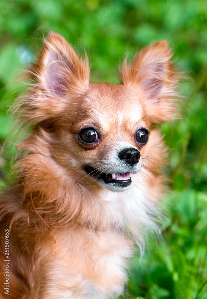 bright red chihuahua dog portrait close-up on natural background  