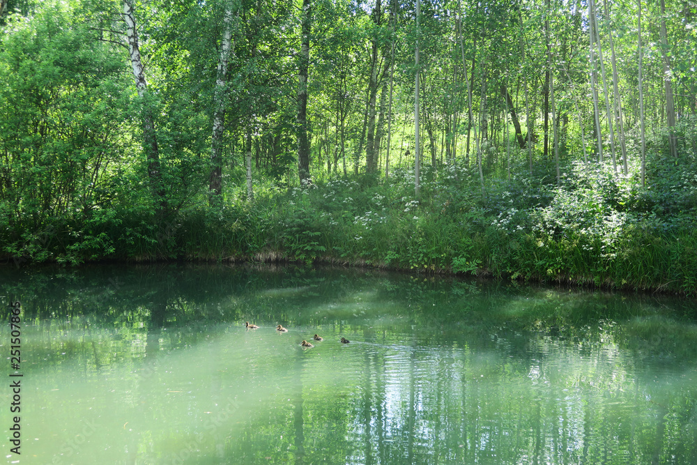 Tranquil forest pond framed by lush green woodland park in sunshine. Green water in a pond with ducks and trees around Tranquil forest pond framed by lush green woodland park in sunshine. Green water in a pond with ducks and trees around