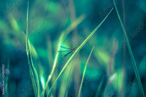 dragonfly in the grass