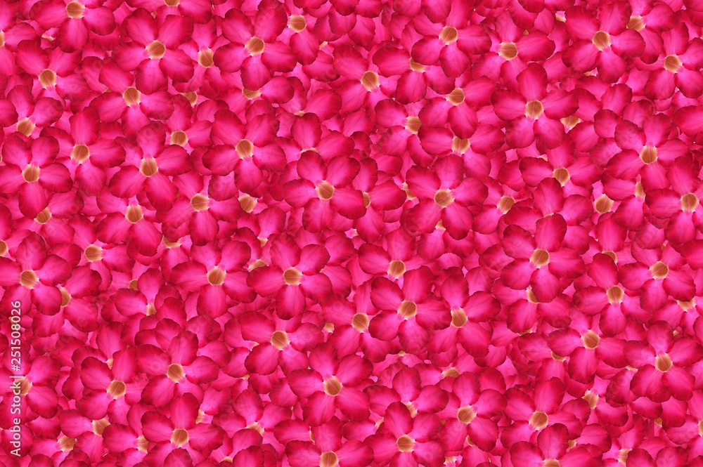 Nerium oleander flower pattern background Nerium oleander flower pattern background