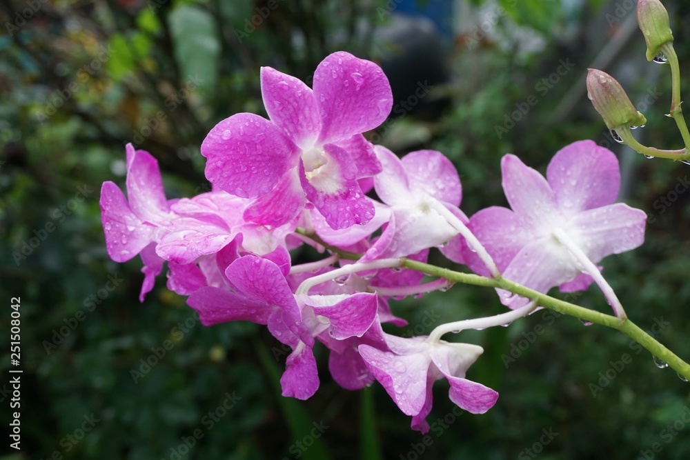 Obraz premium orchid flower in nature garden