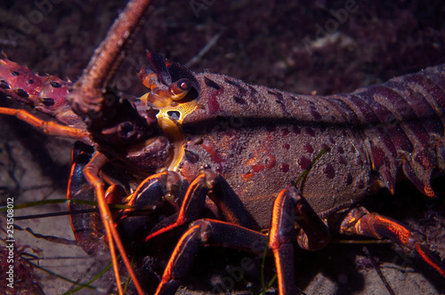California Spiny Lobster