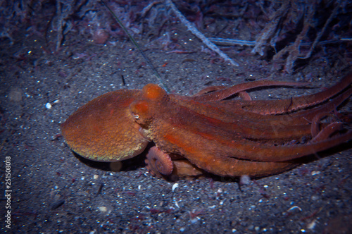 Pacific two spot octopus