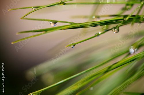 Close-up of a drop of water in the morning after a rain. Blurred Background & Textures