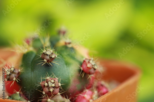 Colorful and small cactus close up on green background. © verapon