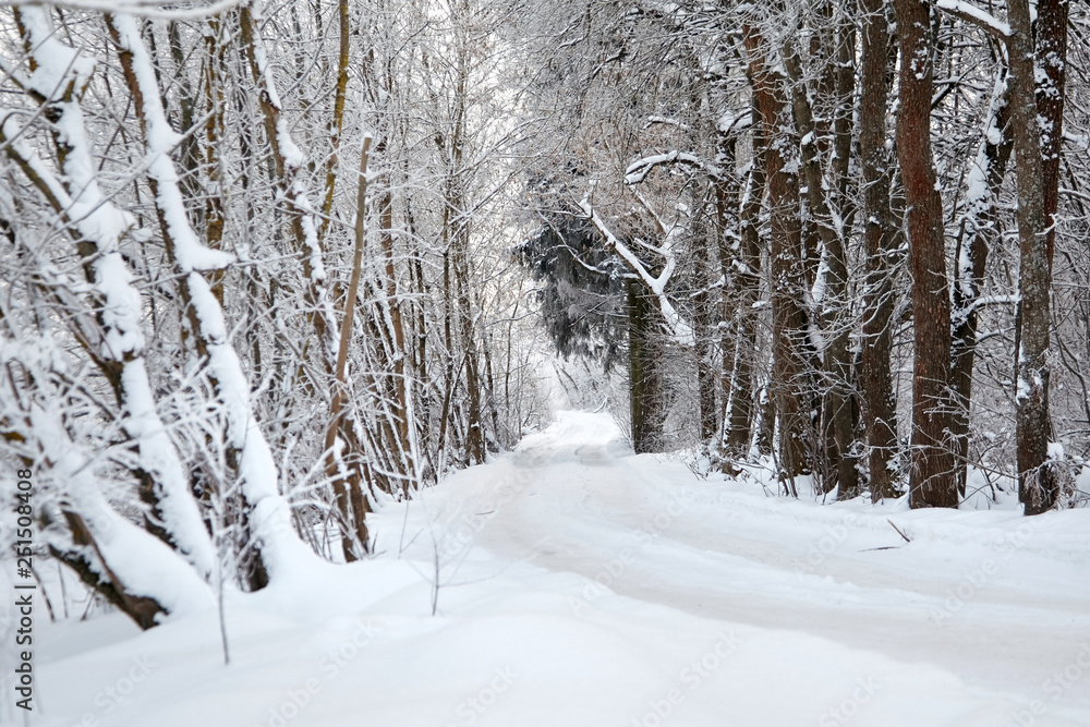 Snow covered road in the winter forest