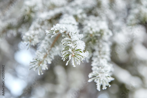Winter forest. Snow covered spruce branch © mikeosphoto