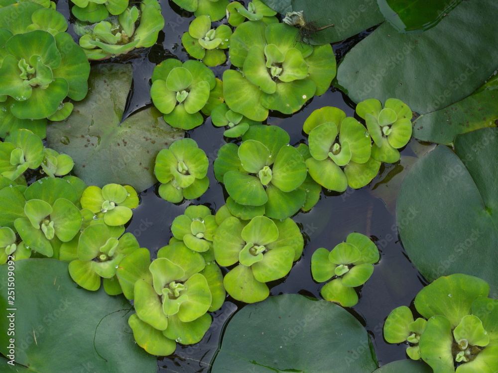 Beautiful Lotus Basin in the garden in Thai Local Village. Beautiful Lotus Basin in the garden in Thai Local Village.