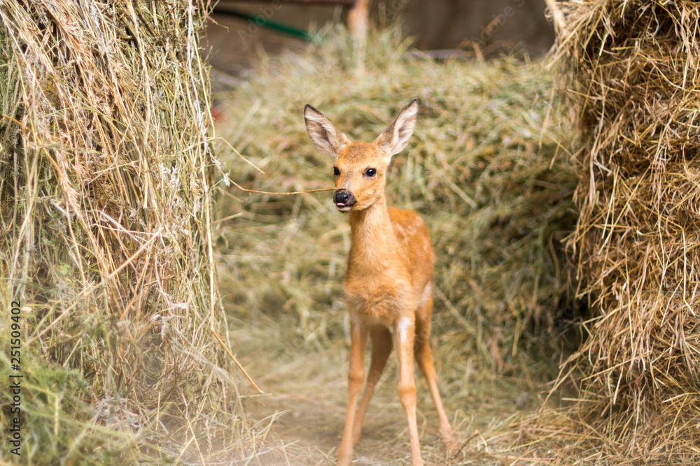 Obraz premium little deer