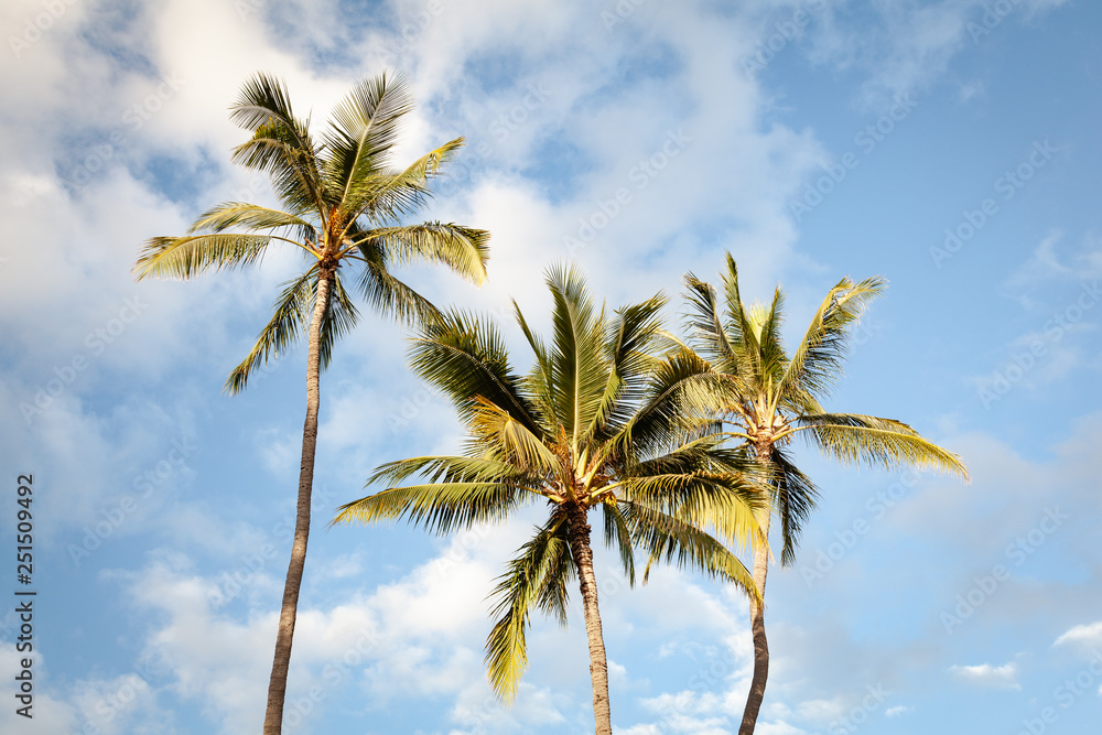 Obraz premium Tropical Palm Trees and Blue Sky
