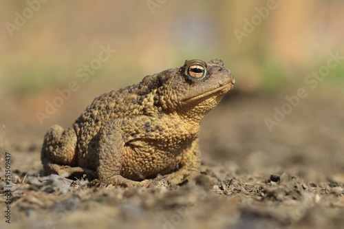 Common toad siting on the ground, European toad in the natural environment. Bufo bufo. Wildlife in Czech.