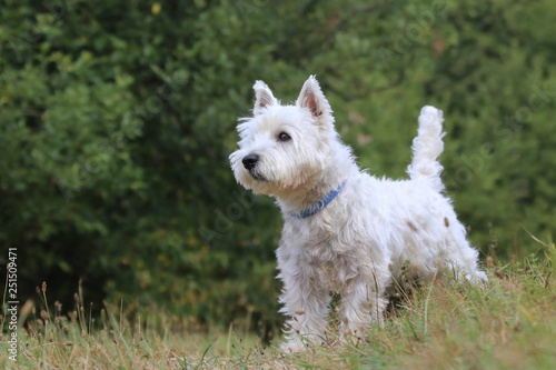 Westie. West Highland White terrier standing in the grass. Portrait of a white dog photo