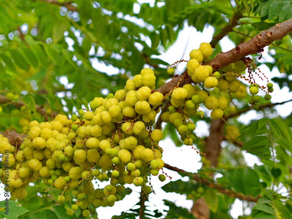 many of the Star Gooseberry on the Tree in Thailand Local Village with The Natural morning Light. many of the Star Gooseberry on the Tree in Thailand Local Village with The Natural morning Light.