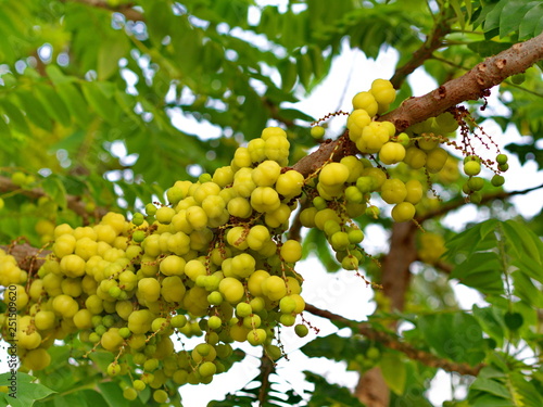 many of the Star Gooseberry on the Tree in Thailand Local Village with The Natural morning Light.