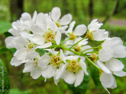 A branch of a blossoming white bird cherry with many white small flowers, close