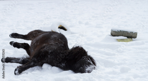 black pony in winter