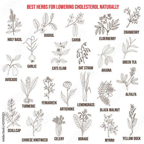 Best medicinal herbs for lowering cholesterol