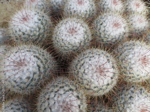 closeup of cactus Mammillaria bombycina