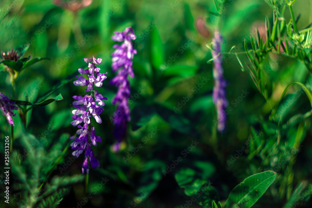 wild flower wild flower