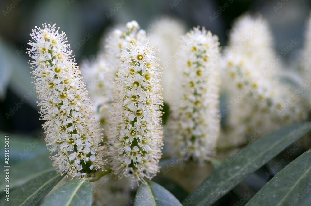 Prunus laurocerasus shrub in bloom with group of small white flowers Prunus laurocerasus shrub in bloom with group of small white flowers