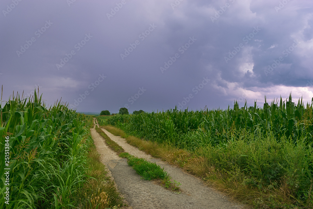 Country road through corn fields and cloudy sky landscape.