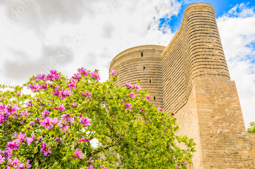 Blooming tree with pink flowers and medieval Maiden tower, old town, Baku, Azerbaijan photo