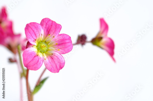 alpine plant flower saxifraga