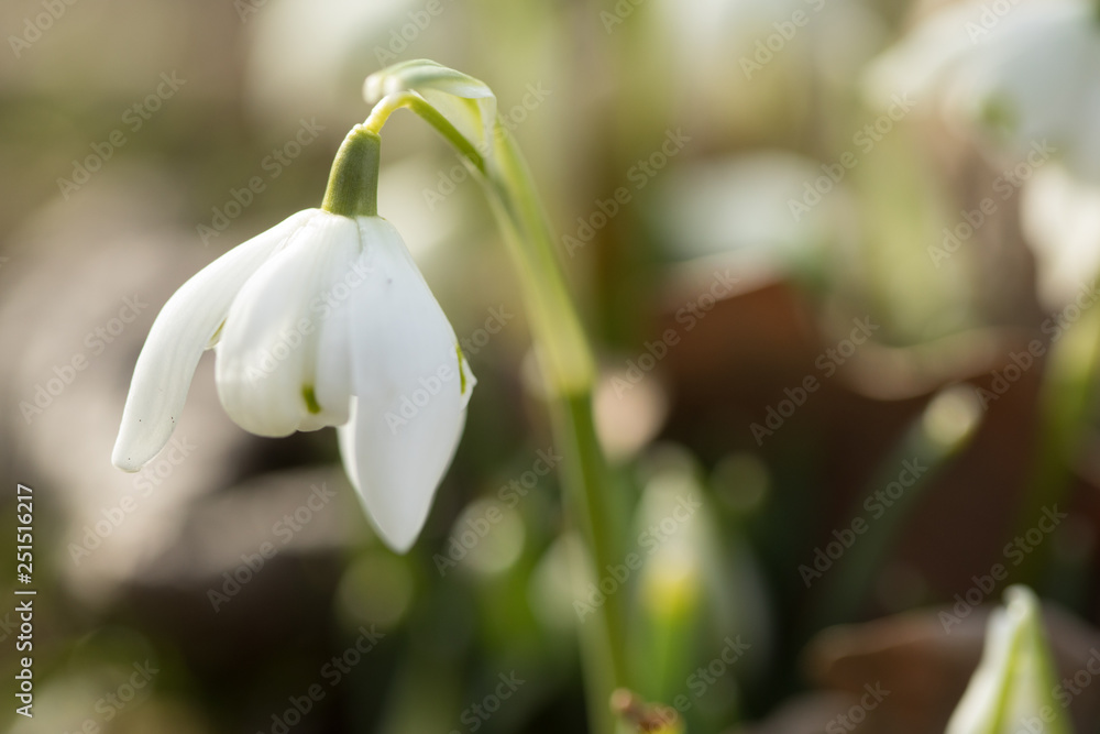 Weiße Schneeglöckchen Galanthus Nivalis Blume im Sonnenschein des Winter Frühling Garten als Frühlingsbote Weiße Schneeglöckchen Galanthus Nivalis Blume im Sonnenschein des Winter Frühling Garten als Frühlingsbote