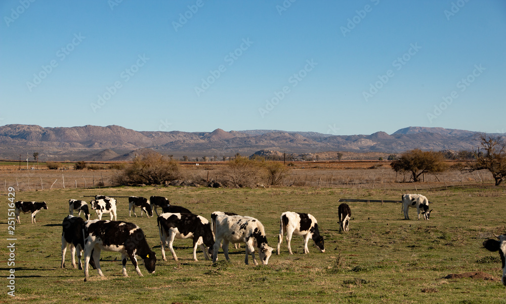 Dairy cows in a cheese making rancho at Ojos Negros, Mexico Dairy cows in a cheese making rancho at Ojos Negros, Mexico