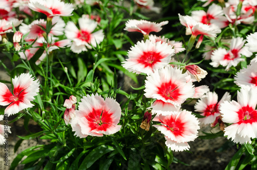 Sweet William or Dianthus barbatus flower