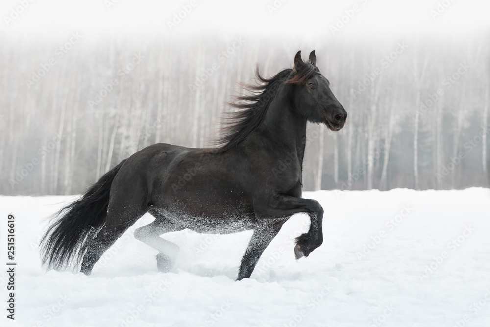 Black friesian horse with the mane flutters on wind running on the snow-covered field in the winter Black friesian horse with the mane flutters on wind running on the snow-covered field in the winter