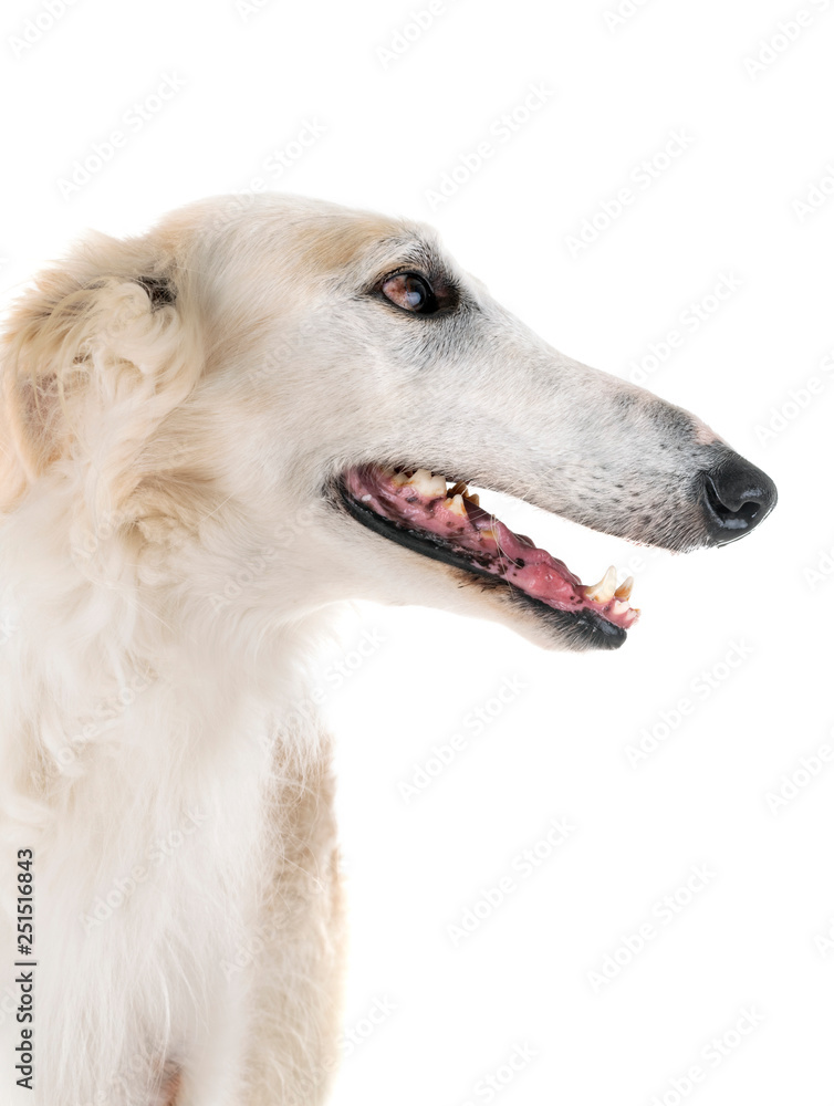 Fototapeta premium borzoi in studio