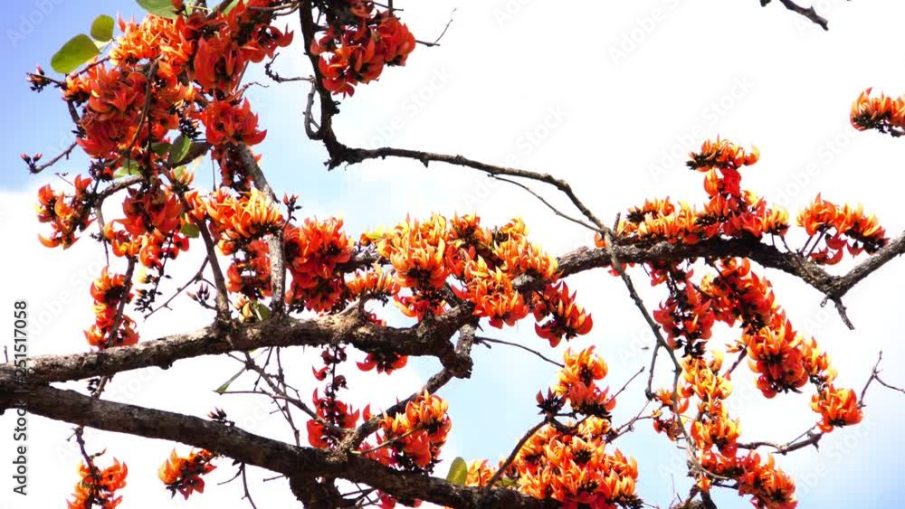 Beautiful Butea monosperma, orange flowers Bastard Teak Flower bloom on tree nature,Flame Of The Forest in Thailand. Butea is species of Butea native to tropical parts of Indian Subcontinent Beautiful Butea monosperma, orange flowers Bastard Teak Flower bloom on tree nature,Flame Of The Forest in Thailand. Butea is species of Butea native to tropical parts of Indian Subcontinent
