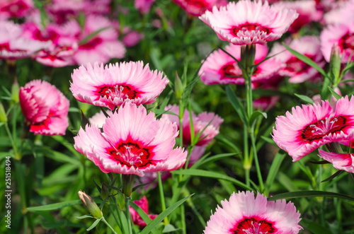 Sweet William or Dianthus barbatus flower